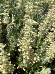 Syncolostemon