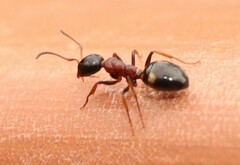 Dolichoderus quadripunctatus