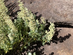 Syncolostemon