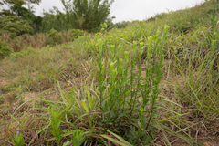 Artemisia japonica
