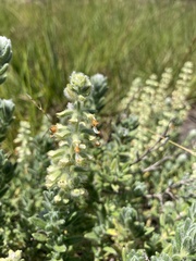 Syncolostemon