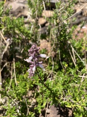 Syncolostemon albiflorus
