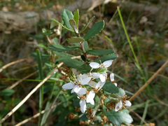 Olearia myrsinoides