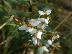 Olearia myrsinoides