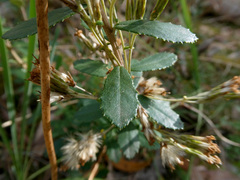 Olearia myrsinoides