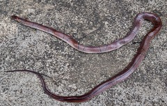 Oreocryptophis porphyraceus