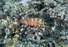 Epinephelus fasciatus