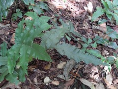 Bolbitis heteroclita