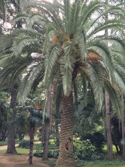 Arecaceae