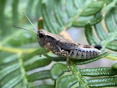 Phaulacridium vittatum