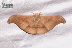 Antheraea platessa