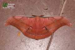 Antheraea helferi