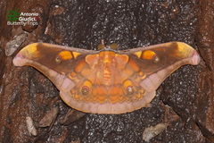 Antheraea frithi