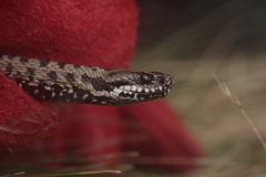 Vipera walser