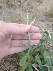 Pterocaulon