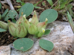 Tripodion tetraphyllum