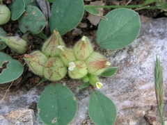 Tripodion tetraphyllum