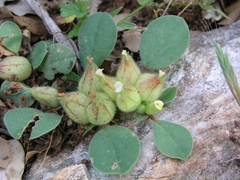 Tripodion tetraphyllum