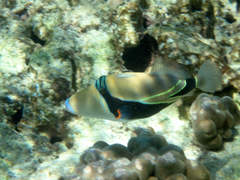 Rhinecanthus rectangulus