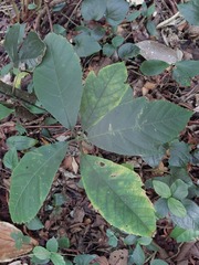 Artocarpus treculianus