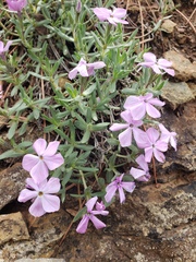 Phlox alyssifolia