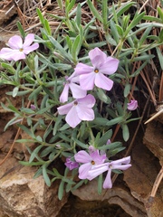 Phlox alyssifolia