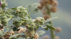 Alcea setosa