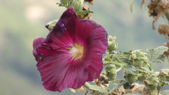 Alcea setosa