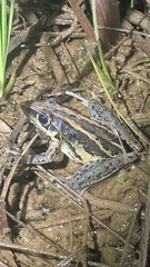 Litoria nasuta