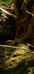 Antechinus flavipes