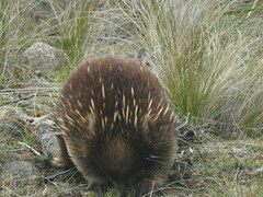 Tachyglossus aculeatus setosus