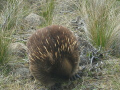Tachyglossus aculeatus setosus