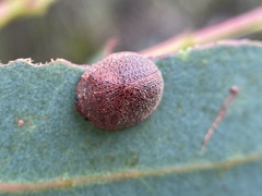 Trachymela papulosa