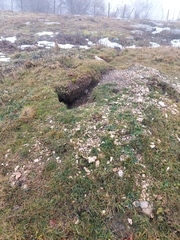 Marmota marmota
