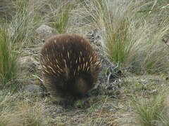 Tachyglossus aculeatus setosus