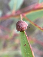 Trachymela papulosa
