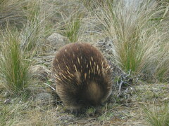 Tachyglossus aculeatus setosus