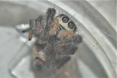 Pellenes tripunctatus