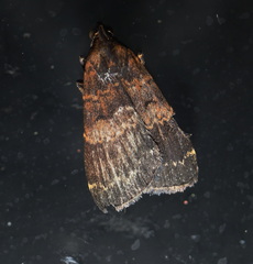 Hydrillodes funestalis