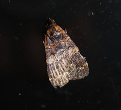 Hydrillodes funestalis