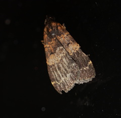 Hydrillodes funestalis