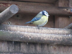 Cyanistes caeruleus