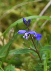 Polygala serpyllifolia