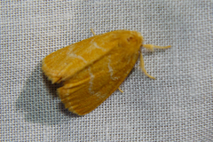 Euproctis lutea