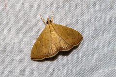 Hyalobathra crenulata