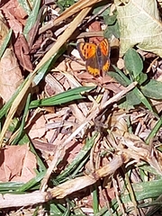Lycaena phlaeas