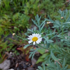 Argyranthemum