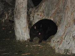 Trichosurus vulpecula fuliginosus