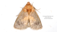 Microleon longipalpis
