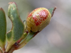 Paropsisterna fastidiosa